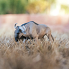 Safari Ltd Blue Wildebeest
