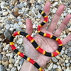 Safari Ltd Coral Snake Baby XL