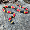 Safari Ltd Coral Snake Baby XL
