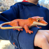 Safari Ltd Crested Gecko XL