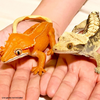 Safari Ltd Crested Gecko XL