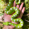 Safari Ltd Emerald Tree Boa XL