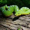 Safari Ltd Emerald Tree Boa XL