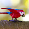 Safari Ltd Green-Winged Macaw