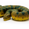 Safari Ltd Green Anaconda Snake XL