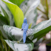Safari Ltd Hyacinth Macaw