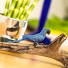 Safari Ltd Hyacinth Macaw