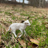 Safari Ltd Lamb