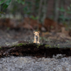 Safari Ltd Leopard Cub