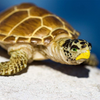 Safari Ltd Loggerhead Turtle