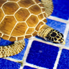 Safari Ltd Loggerhead Turtle