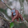 Safari Ltd Male Orangutan