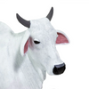 Safari Ltd Ongole Cow