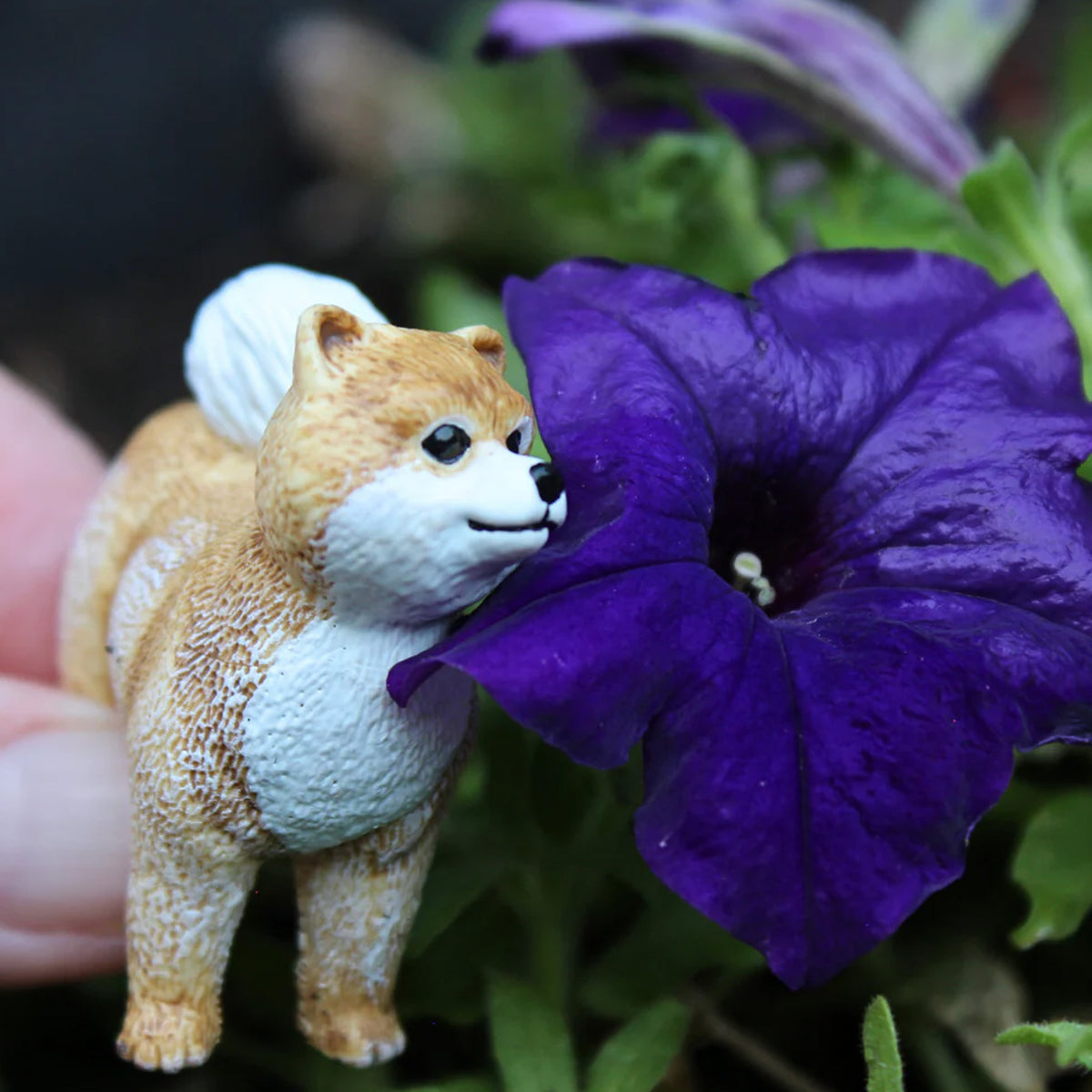 Safari Ltd Pomeranian