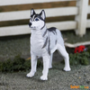 Safari Ltd Siberian Husky