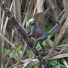 Safari Ltd Spider Monkey