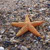 Safari Ltd Starfish