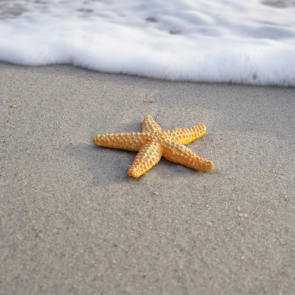 Safari Ltd Starfish