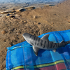 Safari Ltd Tiger Shark