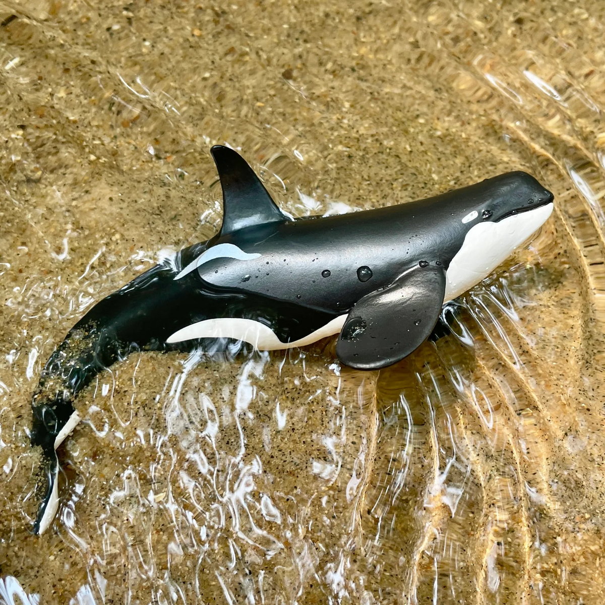 Safari Ltd Type D Orca