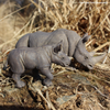 Safari Ltd White Rhino