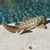 Safari Ltd Zebra Shark