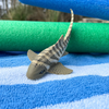 Safari Ltd Zebra Shark