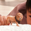 Schleich African Lion