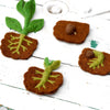 Tara Treasures: Felt Lifecycle of a Bean Plant