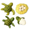 Tara Treasures: Felt Lifecycle of Green Sea Turtle