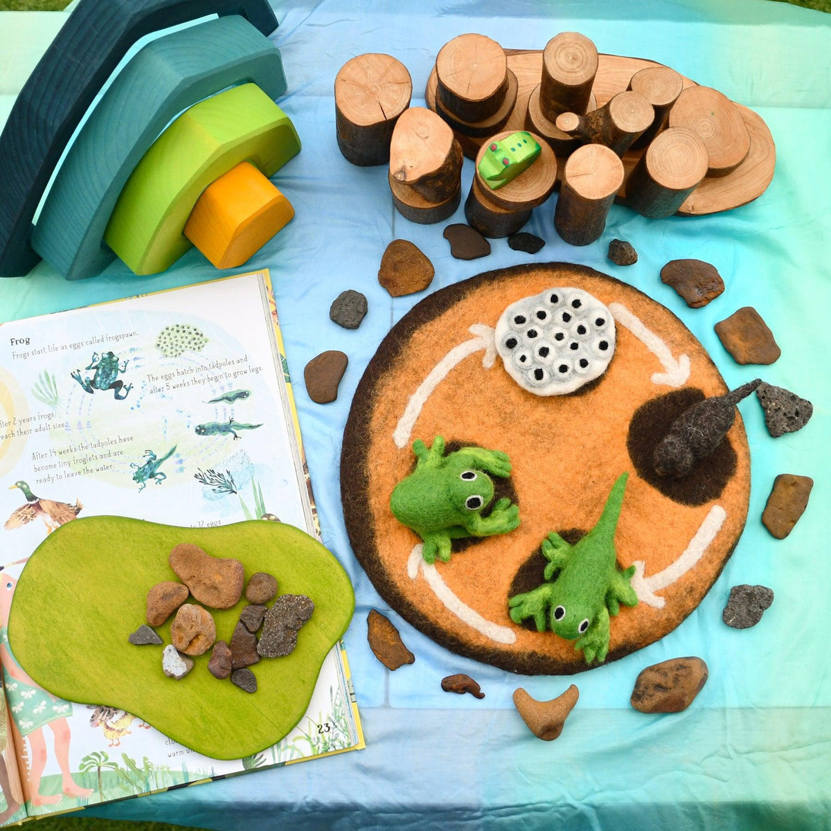 Tara Treasures: Felt Lifecycle of a Frog