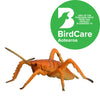 New Zealand Native Collection 6 Pack