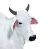 Safari Ltd Ongole Cow-SAF100150-Animal Kingdoms Toy Store