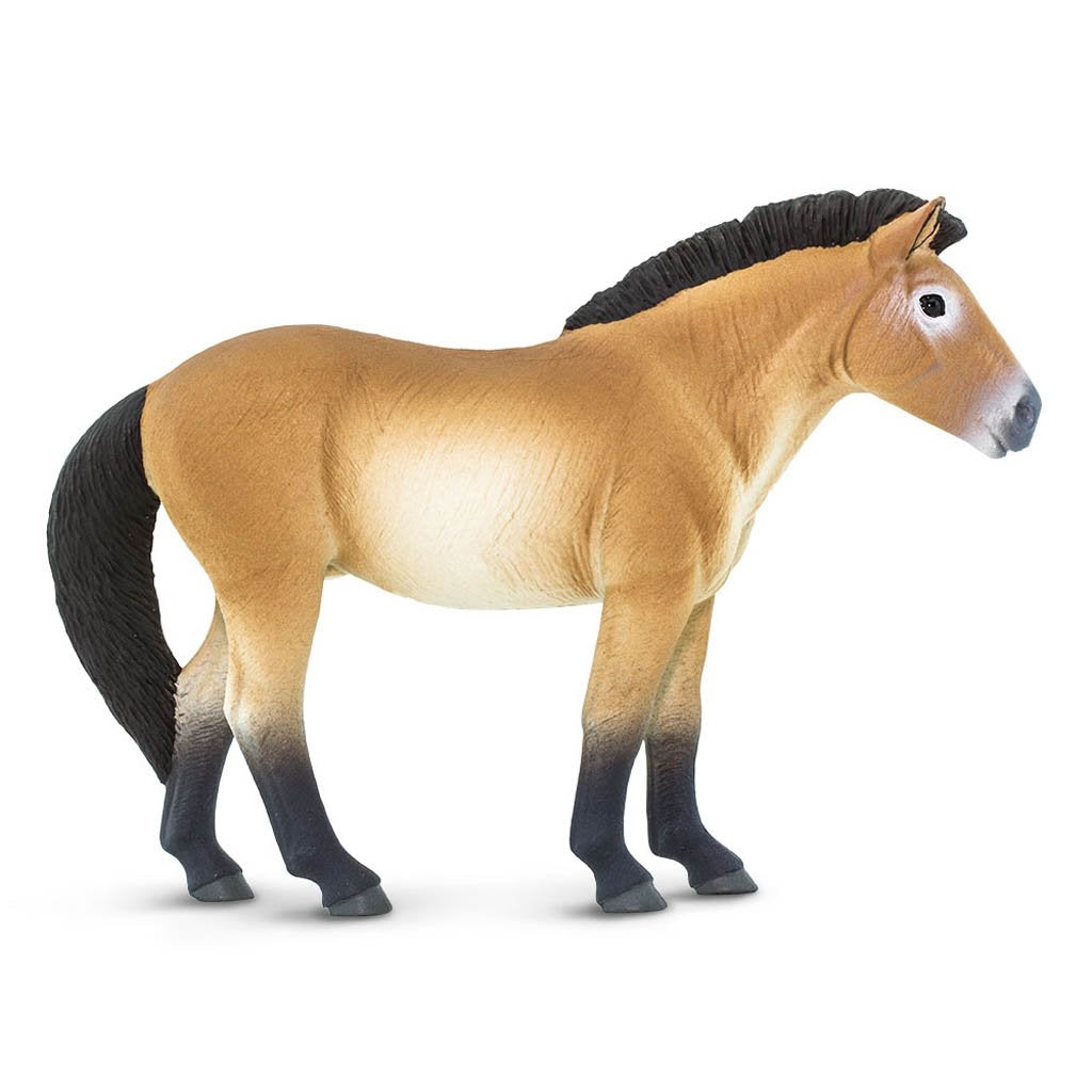 Safari Ltd Przewalskis Horse-SAF153505-Animal Kingdoms Toy Store