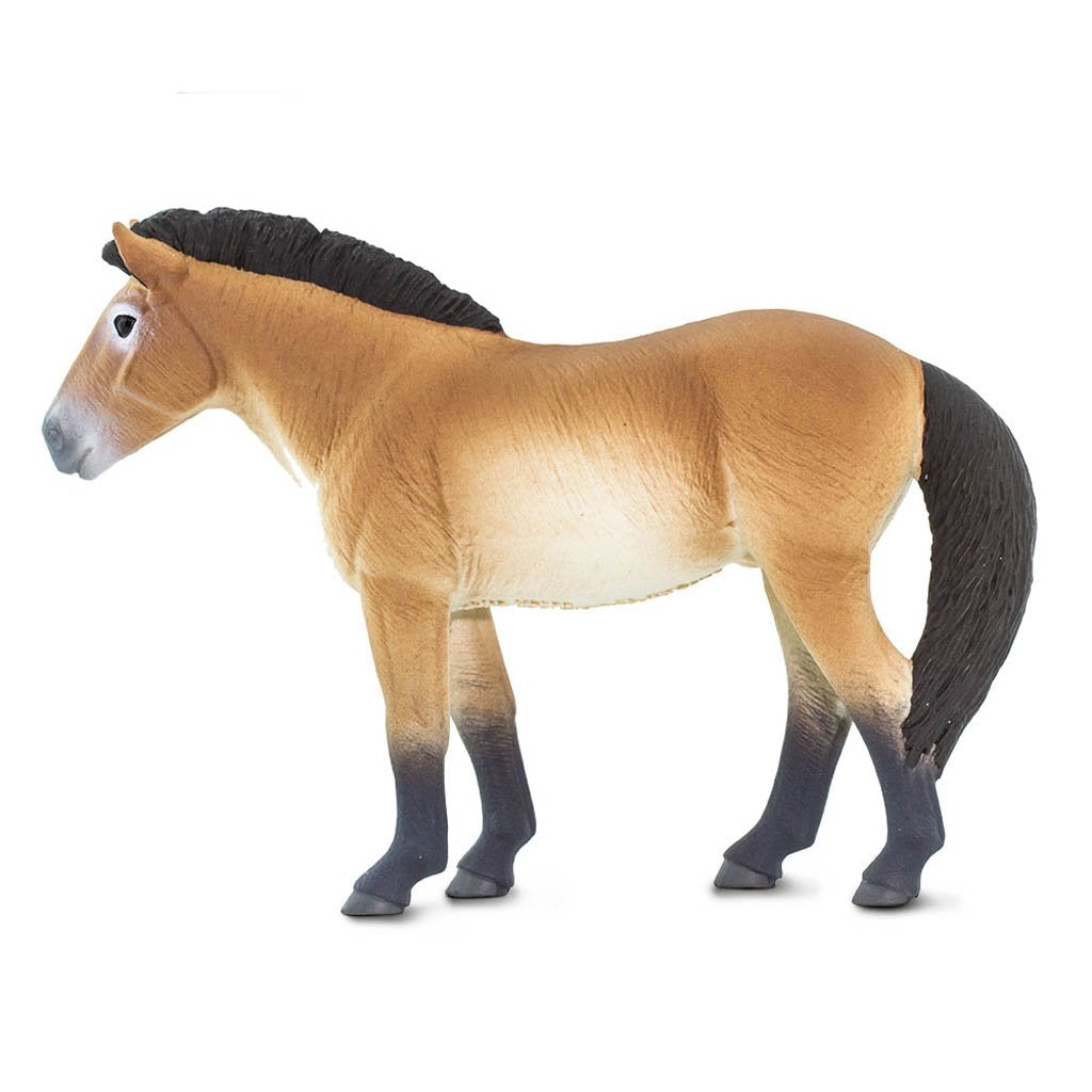 Safari Ltd Przewalskis Horse-SAF153505-Animal Kingdoms Toy Store