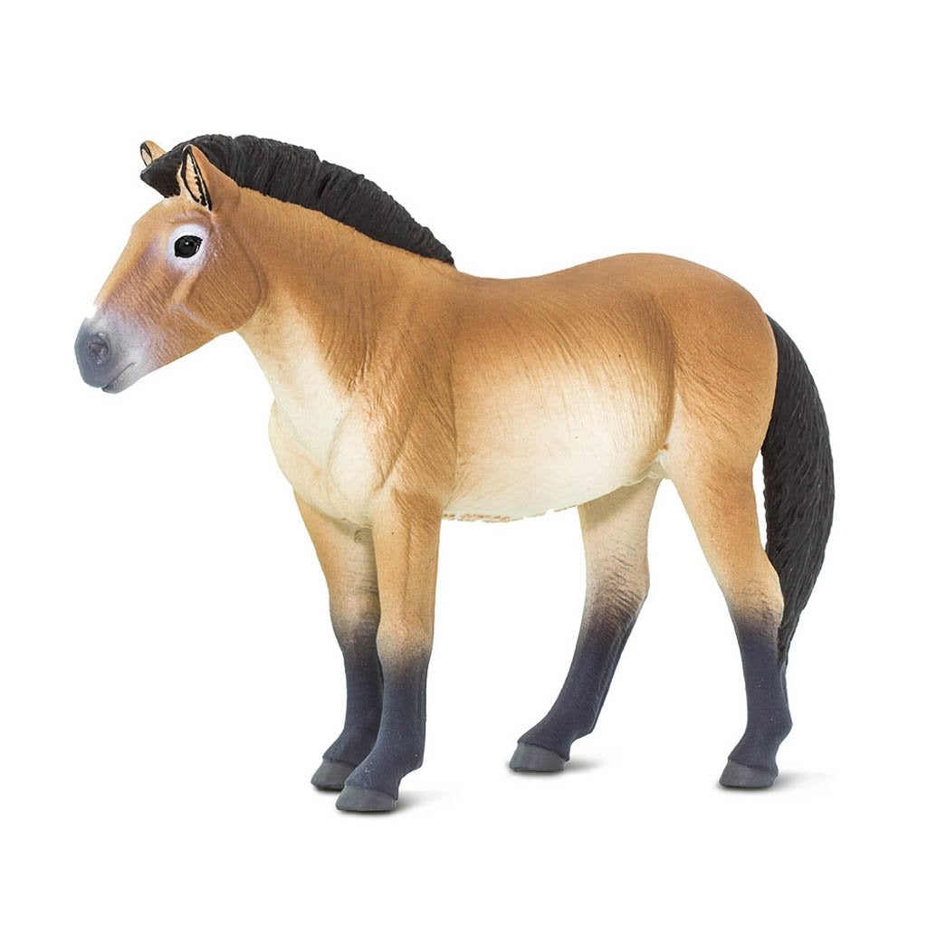 Safari Ltd Przewalskis Horse-SAF153505-Animal Kingdoms Toy Store