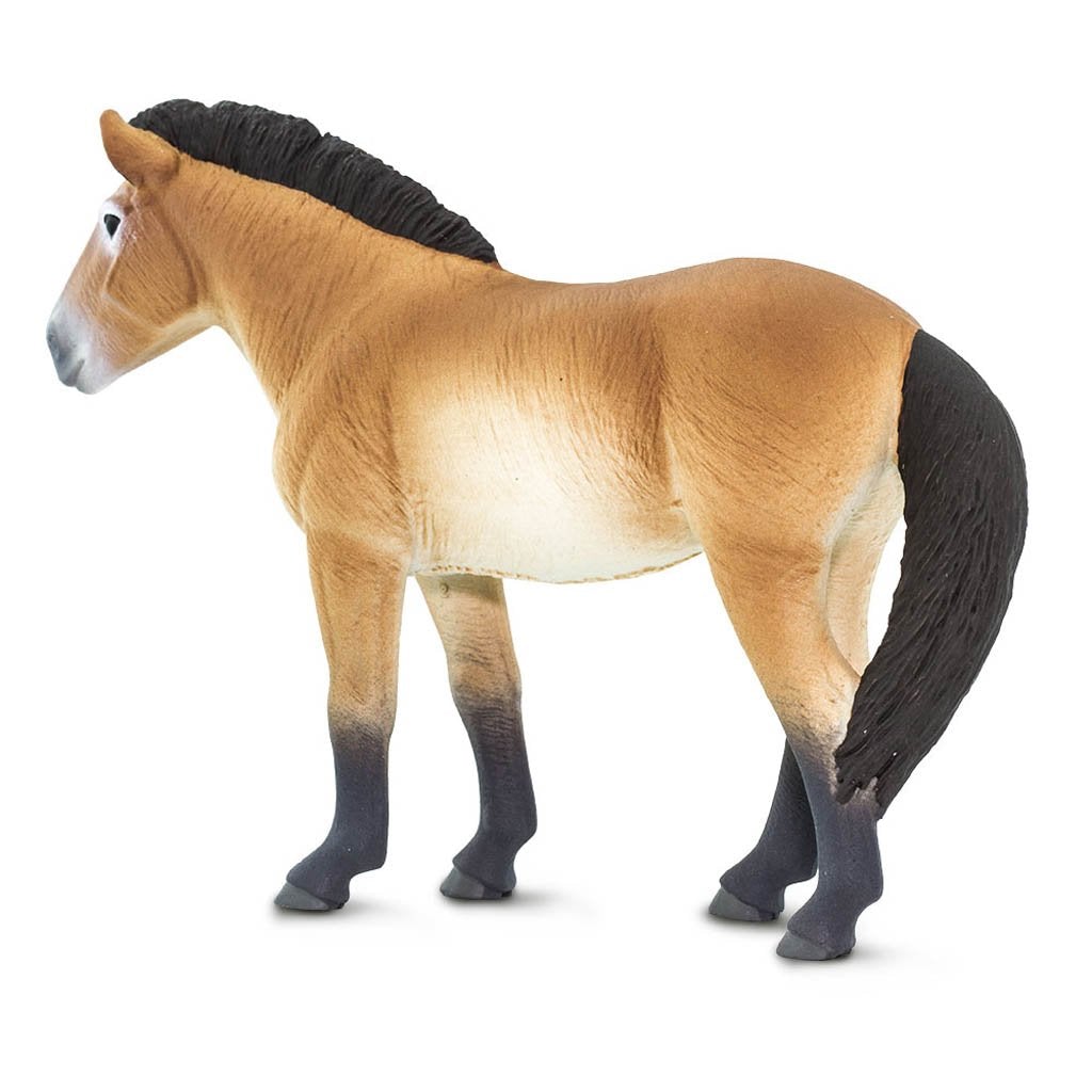 Safari Ltd Przewalskis Horse-SAF153505-Animal Kingdoms Toy Store