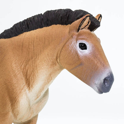 Safari Ltd Przewalskis Horse-SAF153505-Animal Kingdoms Toy Store