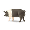 Safari Ltd Hampshire Pig-SAF161829-Animal Kingdoms Toy Store