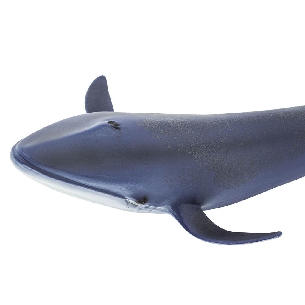 Safari Ltd Blue Whale-SAF223229-Animal Kingdoms Toy Store