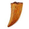 CollectA T Rex Side Tooth-89358-Animal Kingdoms Toy Store