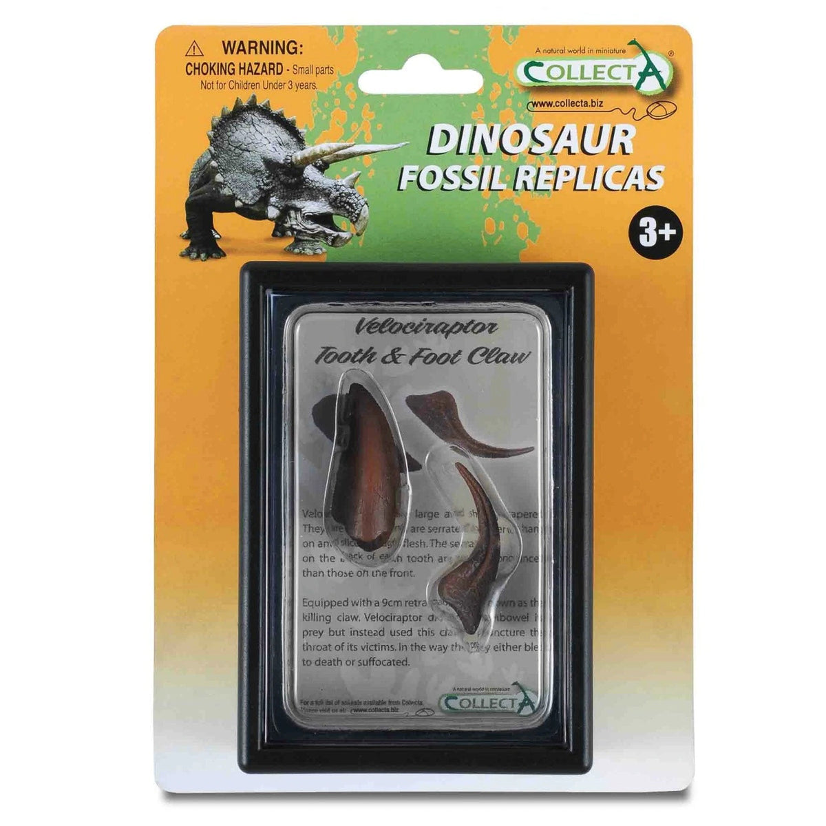 CollectA Tooth & Foot Claw of Velociraptor-89291-Animal Kingdoms Toy Store