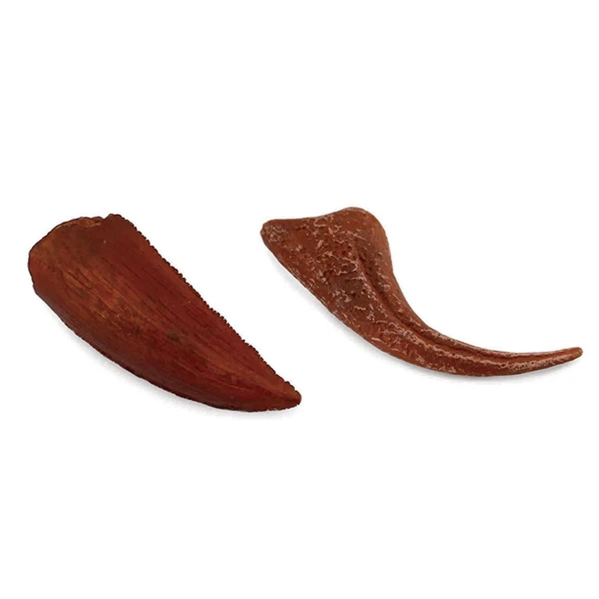 CollectA Tooth & Foot Claw of Velociraptor-89291-Animal Kingdoms Toy Store