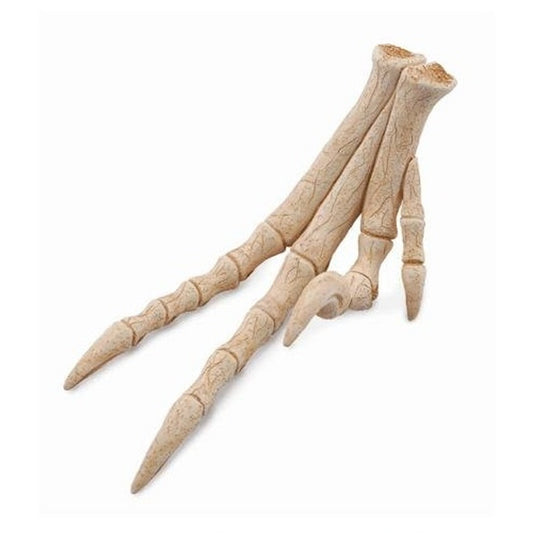 CollectA Velociraptor Foot-89285-Animal Kingdoms Toy Store