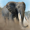 CollectA African Elephant