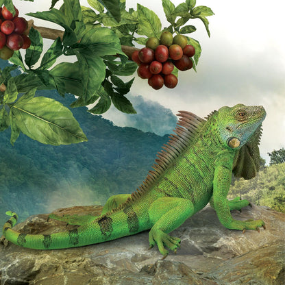 CollectA Iguana