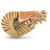 CollectA Prehistoric Marine Creatures - 8 piece set