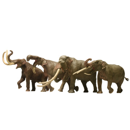 Eofauna Konobelodon Atticus