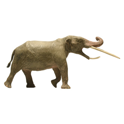 Eofauna Konobelodon Atticus