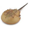 CollectA Horseshoe Crab-88905-Animal Kingdoms Toy Store
